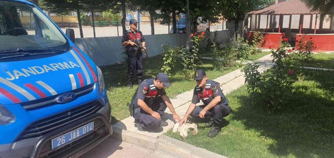 Jandarmanın Bulduğu Yaralı Leylek Tedavi Altına Alındı