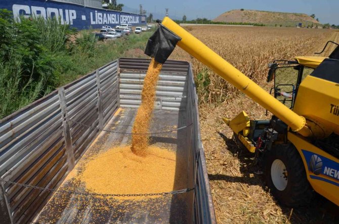 Amik Ovası’nda Mısır Hasadı Başladı