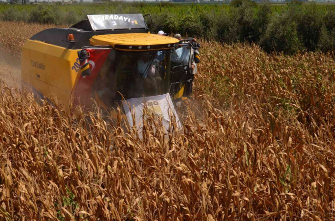 Amik Ovası’nda Mısır Hasadı Başladı