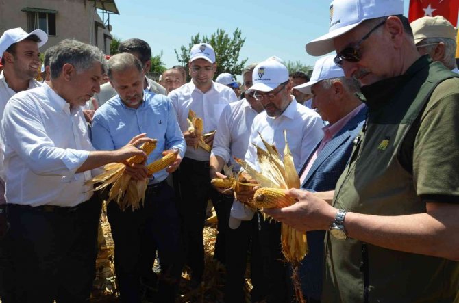Amik Ovası’nda Mısır Hasadı Başladı