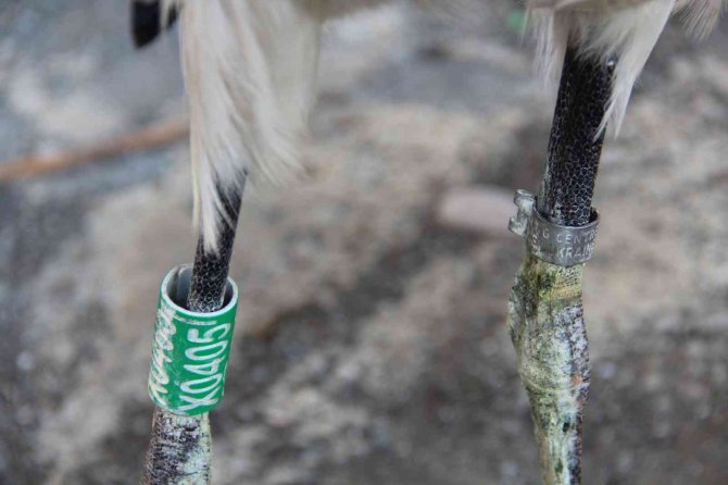 Adını "Leylektar" Koydu, Yorgun Düşen Leyleği İki Gün Misafir Etti