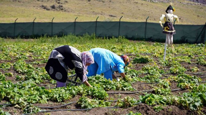 Keçiören’de Mahsuller Hasat Ediliyor