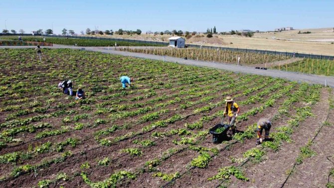 Keçiören’de Mahsuller Hasat Ediliyor