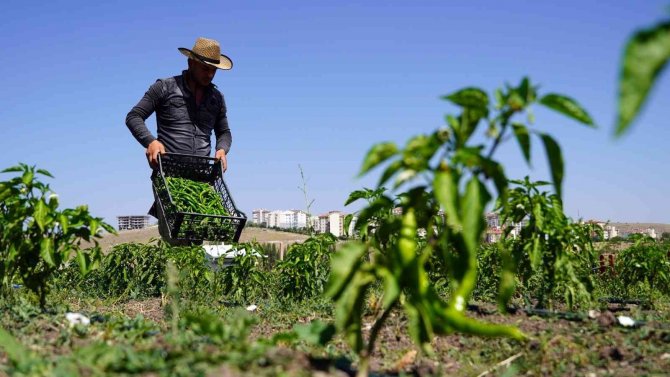 Keçiören’de Mahsuller Hasat Ediliyor