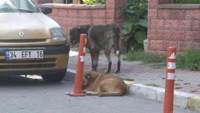 Maltepe’de Siteyi Köpekler Bastı, Yaşlı Kadına Saldırdı
