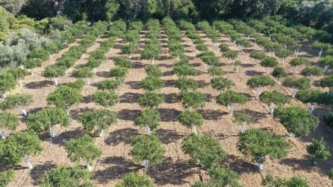 Bodrum’da Mandalinalara Dijital Kimlik Verilecek