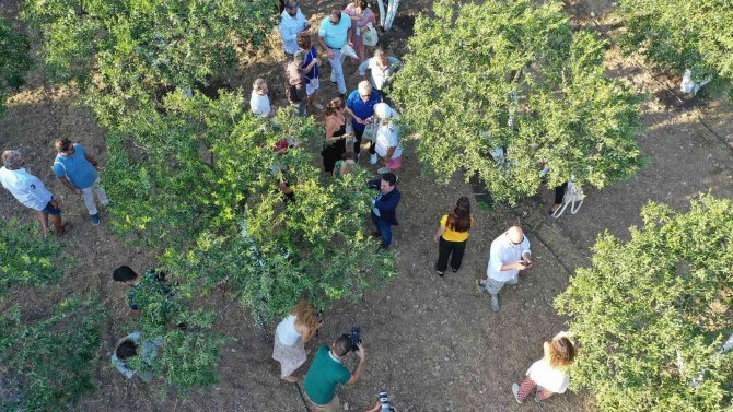 Bodrum’da Mandalinalara Dijital Kimlik Verilecek