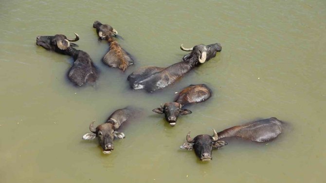 Muş’ta Afrika’yı Aratmayan Görüntüler