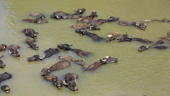 Muş’ta Afrika’yı Aratmayan Görüntüler