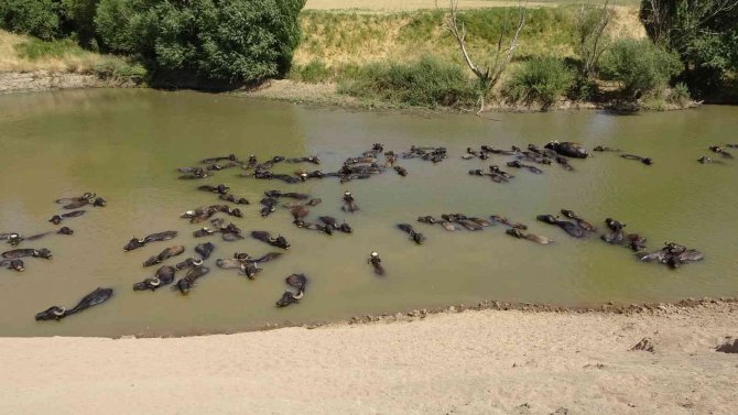 Muş’ta Afrika’yı Aratmayan Görüntüler