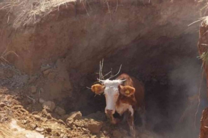 Obruğa Düşen İnek Afad Ekipleri Tarafından Kurtarıldı