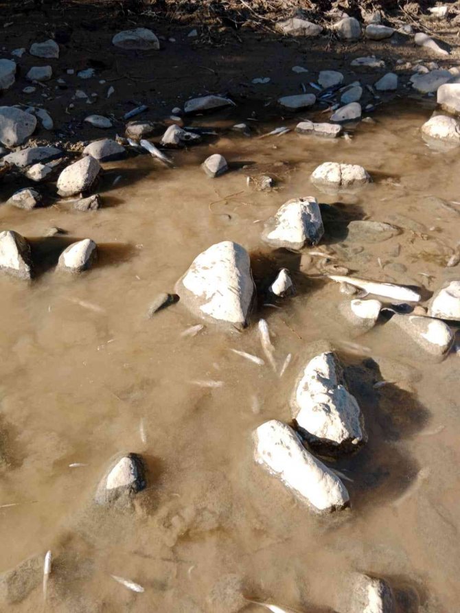 Çay Kurudu Balıklar Telef Oldu, Köylüler İse İsyan Etti