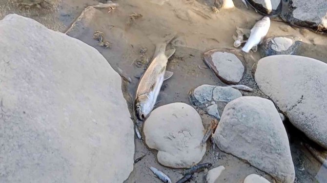 Çay Kurudu Balıklar Telef Oldu, Köylüler İse İsyan Etti