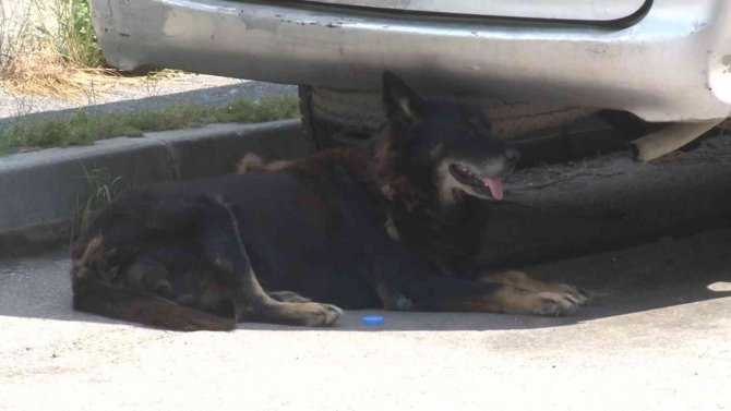 Maltepe’de Siteyi Köpekler Bastı, Yaşlı Kadına Saldırdı