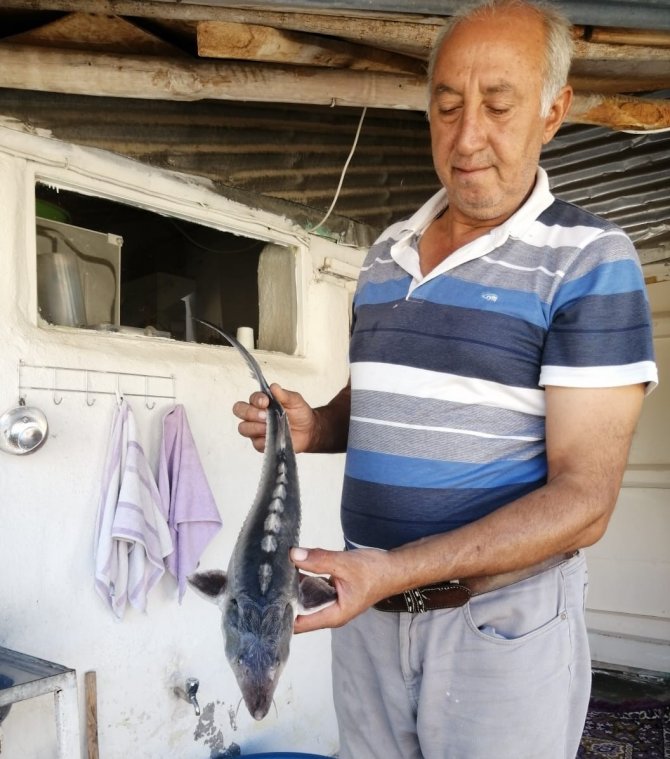 Havyarı 2 Milyon Liraya Kadar Çıkan Balık, Büyüklüğü İle Şaşırttı