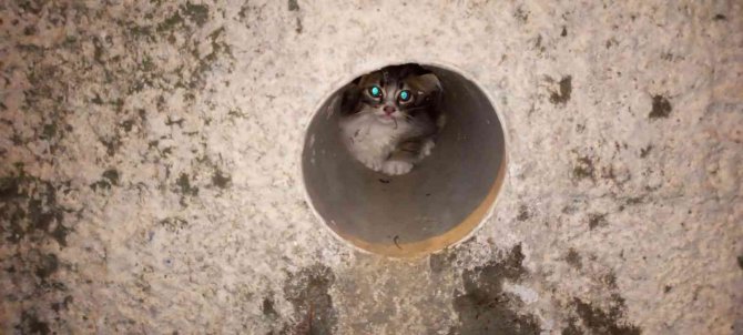 Atık Su Borusuna Sıkışan Yavru Kediyi İtfaiye Kurtardı