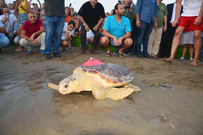 Caretta Caretta ’Tuba’, 3 Yılda 17 Bin 500 Kilometre Yol Kat Etti