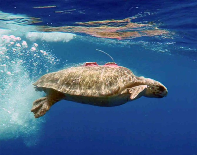 Caretta Caretta ’Tuba’, 3 Yılda 17 Bin 500 Kilometre Yol Kat Etti