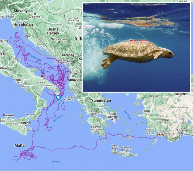 Caretta Caretta ’Tuba’, 3 Yılda 17 Bin 500 Kilometre Yol Kat Etti