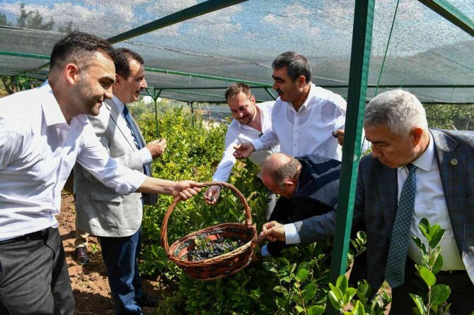 Abb’nin Yetişmesinde Teknik Destek Verdiği Aronya İkinci Hasadını Verdi