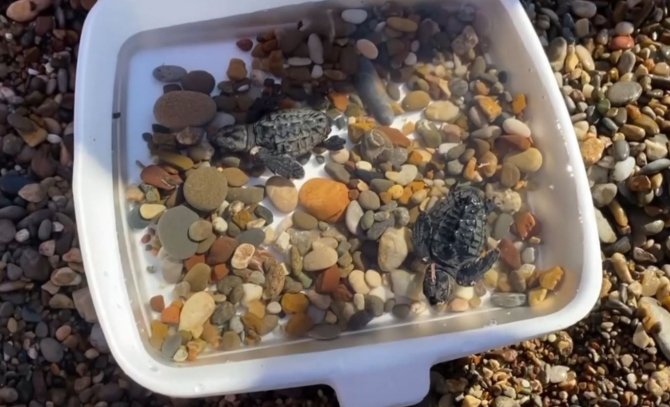 Vatandaşlar, Yuvadan Çıkan Yavru Carettaları Denizle Buluşturdu