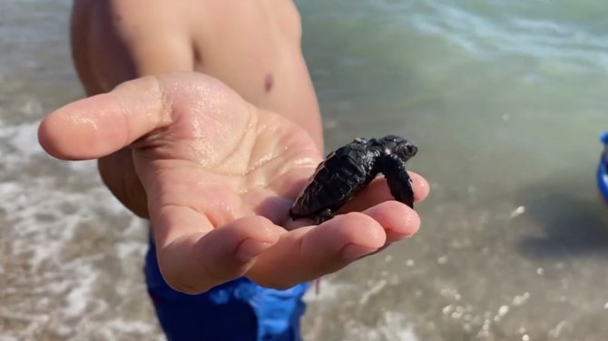 Vatandaşlar, Yuvadan Çıkan Yavru Carettaları Denizle Buluşturdu