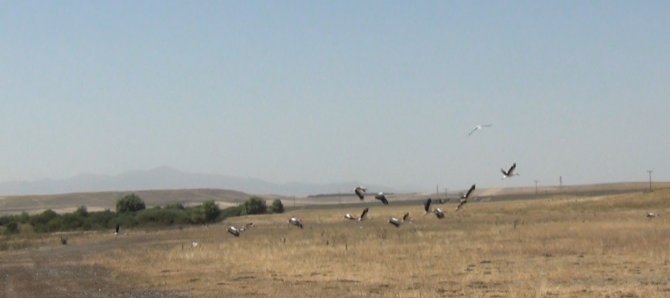 Kars’ta Leyleklerin Göç Molası Kamerada