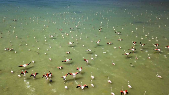 Arin Gölü’nde Flamingoların Görsel Şöleni