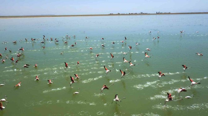 Arin Gölü’nde Flamingoların Görsel Şöleni