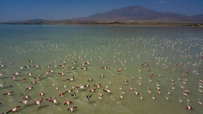 Arin Gölü’nde Flamingoların Görsel Şöleni