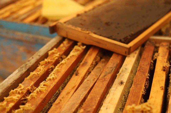 Süphan Dağı Eteklerinde Bal Sağımı