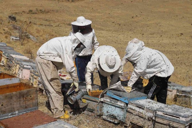 Süphan Dağı Eteklerinde Bal Sağımı