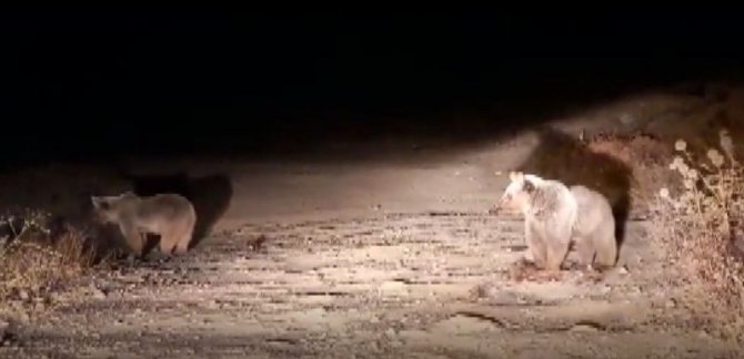 Bozayılar Bu İlçeyi Mesken Tuttu