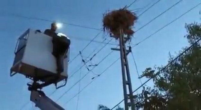 Anneleri Ölünce Yuvalarında Mahsur Kalan Yavru Leyleklerin İmdadına Ekipler Yetişti