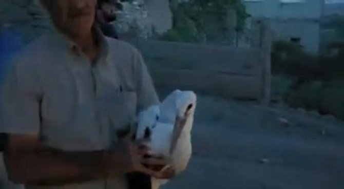 Anneleri Ölünce Yuvalarında Mahsur Kalan Yavru Leyleklerin İmdadına Ekipler Yetişti