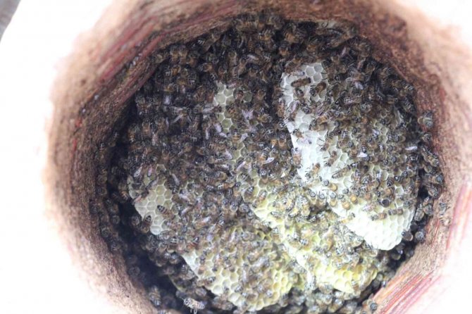 Tüketilen Ballara Dikkat, Kimyasal Madde İçerebilir