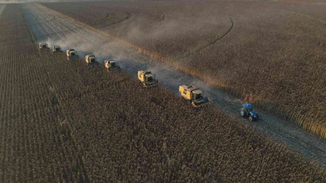 Dünyanın En Büyük Tarım İşletmesinde Ayçiçeği Hasadı Devam Ediyor