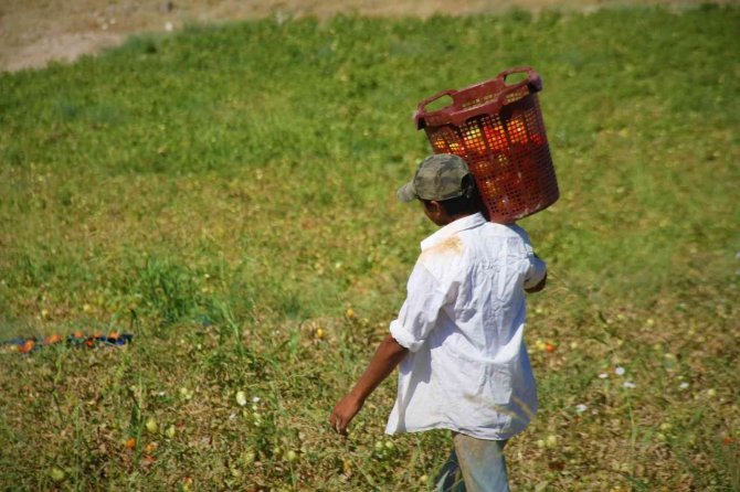 Fiyat Farkını Görenler Neye Uğradıklarını Şaşırıyor: Domates Tarlada 2 Buçuk, Markette 13 Liraya Satılıyor