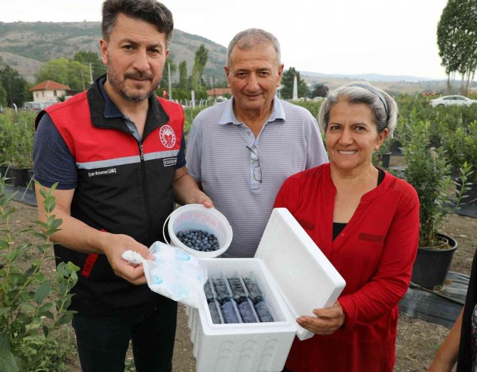 Eskişehir’de Maviyemiş Hasadı Başladı