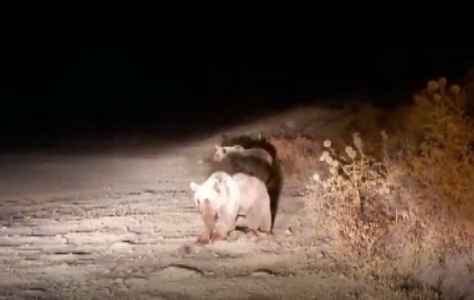 Bozayılar Bu İlçeyi Mesken Tuttu