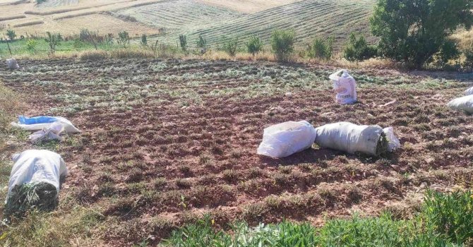 Karbasan Köyündeki Adaçayı Üretimi 75 Tona Ulaştı