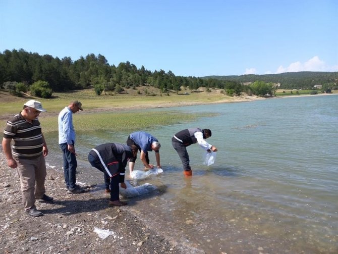 Kastamonu’da Göletlere 158 Bin Sazan Balığı Bırakıldı