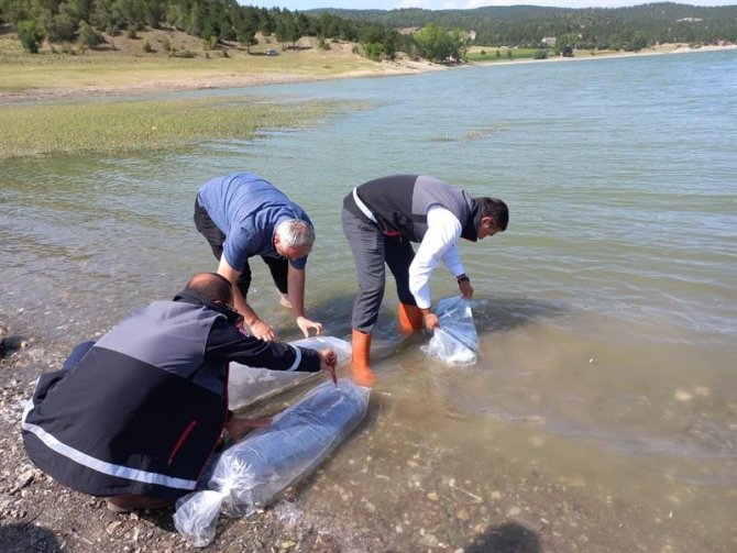 Kastamonu’da Göletlere 158 Bin Sazan Balığı Bırakıldı