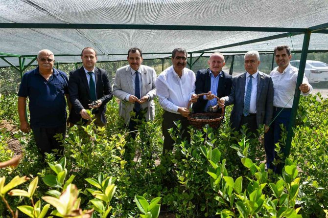 Abb’nin Yetişmesinde Teknik Destek Verdiği Aronya İkinci Hasadını Verdi