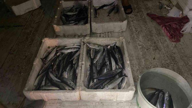 Karadeniz’de Palamut Bereketi Yüz Güldürüyor