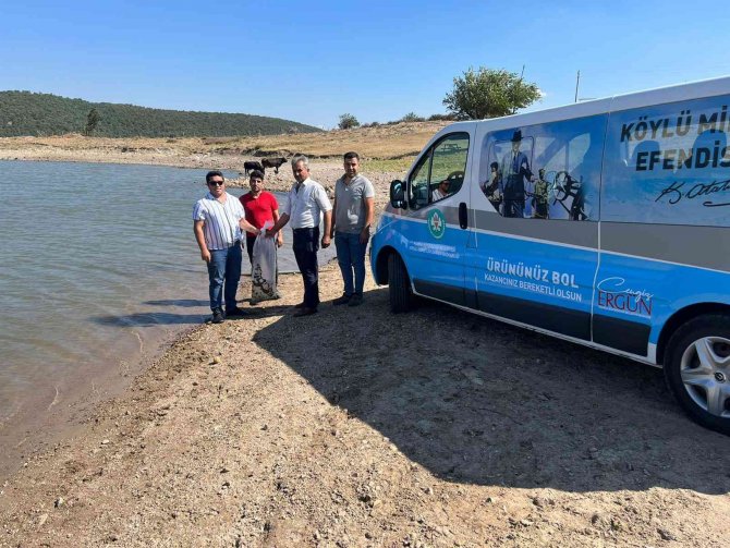 Akhisar Ve Kırkağaç’ta 2 Gölete 4 Bin Yavru Sazan Bırakıldı