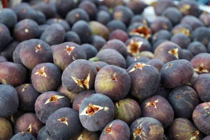 Mürsel, Kara İ̇ncir Şenliği İle Renklendi