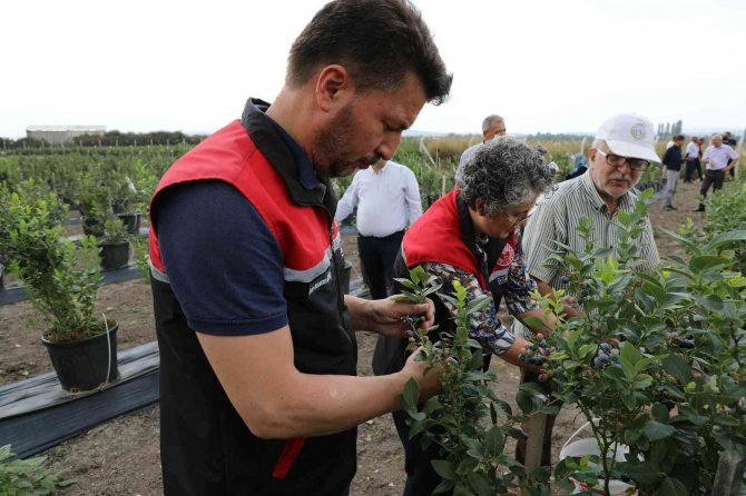 Eskişehir’de Maviyemiş Hasadı Başladı