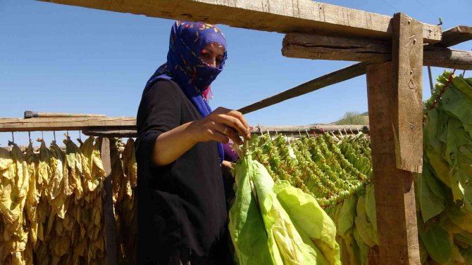 Muş’ta Kadınlar Çiftçilikle Aile Ekonomisine Katkı Sağlıyor