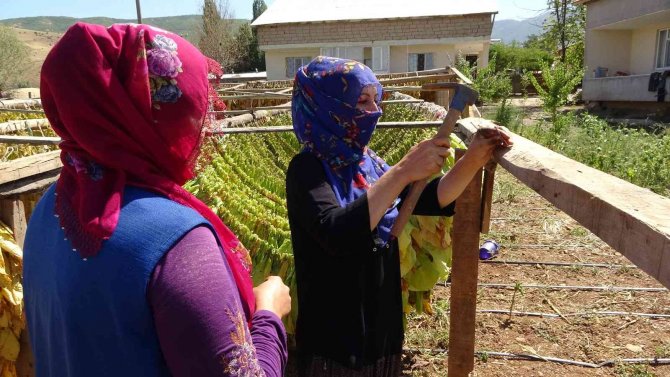 Muş’ta Kadınlar Çiftçilikle Aile Ekonomisine Katkı Sağlıyor